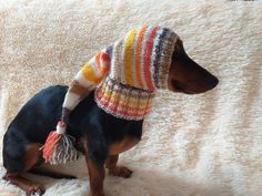 a small dog wearing a knitted hat and scarf on top of a white blanket