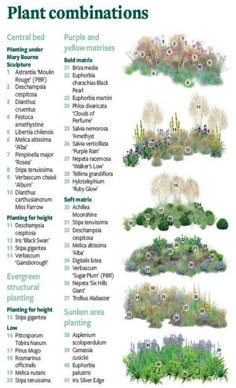 the plant combinations for different types of plants