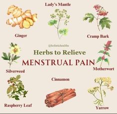 Relieve Menstrual Cramps, Heavy Menstrual, Herbal Medicine Recipes, Raspberry Leaf, Pelvic Region, Magic Herbs, For Educational Purposes Only, Herbal Apothecary, Natural Healing Remedies