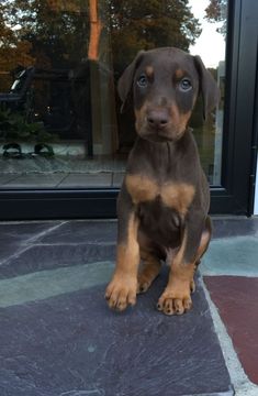 a brown and black puppy sitting in front of a glass door