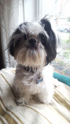 a small black and white dog sitting on top of a bed next to a window