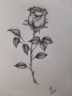 Realistic Rose Drawing, Rose Drawing Tattoo, Rose Sketch, Chicano Drawings, Art Sketches Doodles, Trending Ideas