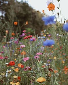 a field full of colorful wildflowers with trees in the background