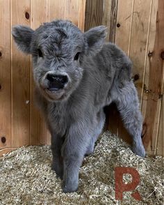 a gray baby calf standing on top of hay