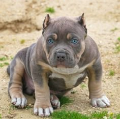 a brown and white dog sitting on top of a dirt field next to green grass