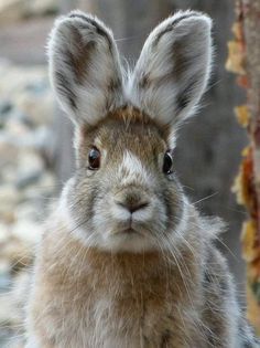 a brown and white rabbit sitting next to a tree