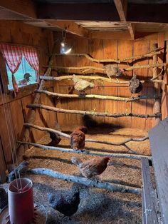 chickens in a barn with hay and sticks