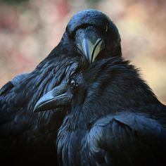 two large black birds sitting next to each other