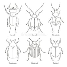 four different types of beetles on white background royalty illustration