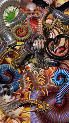 an assortment of different colored spirals and other things in the background with caption