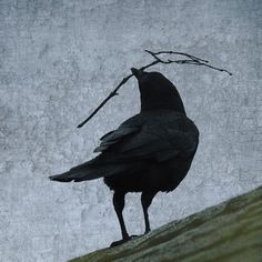 a black bird standing on top of a hill next to a leafless tree branch