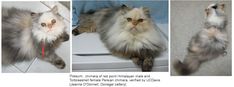 three different pictures of a cat laying on top of a washing machine and looking up at the camera