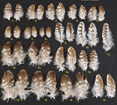 an image of different types of feathers on a black background with numbers in the bottom right corner