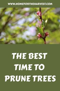 the best time to prune trees is now available for purchase in stores and online