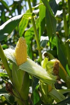 an ear of corn on the cob with leaves in the foreground and another plant in the background