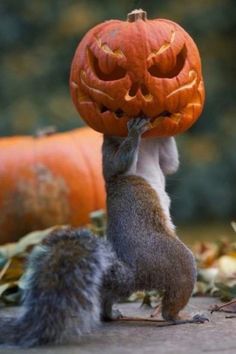 a squirrel is holding up a jack - o'- lantern pumpkin to its face