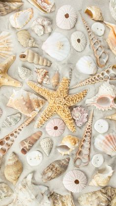 sea shells and starfish are arranged on the sand