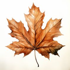 a watercolor painting of a maple leaf