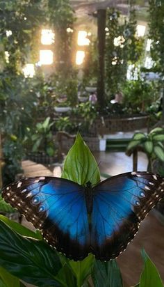 a blue butterfly sitting on top of a green leafy plant in a room filled with potted plants