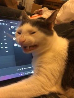 a cat laying on top of a computer keyboard next to a laptop screen with it's mouth open