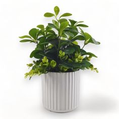 a potted plant with green leaves in it