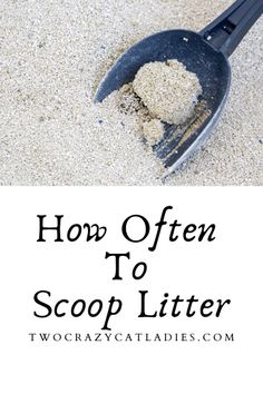 a scoop full of sand with the words how often to scoop litter?