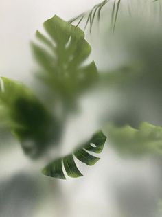 green leaves are seen through the lens of an image in this blurry photo taken from below