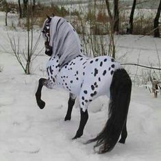 a horse is dressed in a blanket and standing in the snow with its legs spread out