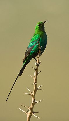 a green bird sitting on top of a thorny plant