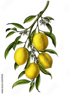 an illustration of lemons on a branch with leaves and white flowers in the foreground