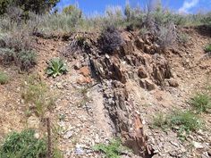 a rocky hillside with plants growing on it