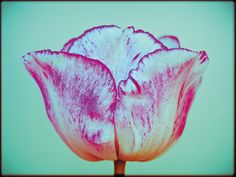 a pink and white tulip is in the foreground with a blue sky behind it