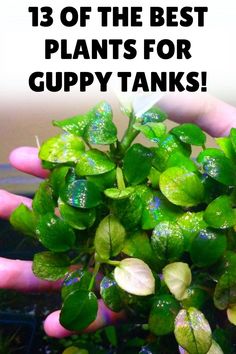 someone holding up some green plants with the words 13 of the best plants for cuppy tanks