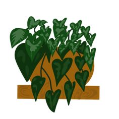 a potted plant with heart shaped leaves