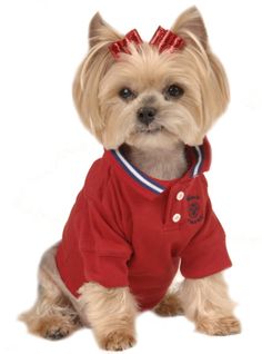 a small dog is wearing a red shirt