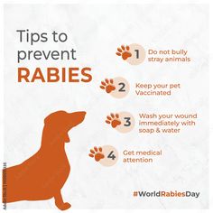 World Rabies Day, Medical Awareness Social Media Template. Dogs, Pets, Veterinary Clinic
World Rabies Day, Medical Awareness Social Media Template. Dogs, Pets, Veterinary Clinic. Facebook post, instagram ads, linedin ads, gogole ads, instagram post, feed, reels, safety, care, awareess, rabies, dog, pets, beware, infected, dankol, health care, biology, puppy, veterinarian, attack, viral, patient, immunization, background, injection, dog bite, clinic, veterinary, doctor, medical, september 28 Vet Clinic Instagram, Vet Clinic Social Media Posts, Veterinary Marketing, Thanksgiving Facebook Covers, World Rabies Day, Veterinary Doctor, Ads Instagram, Dog Bite