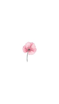 a single pink flower on a white background