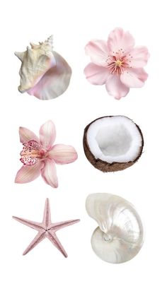 various seashells and starfish on a white background