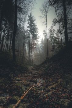 a path in the woods with rocks and trees on both sides, surrounded by fog