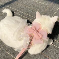 a white cat with a pink bow on its collar laying on the floor next to a leash