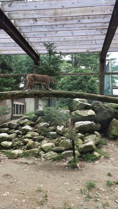 a cat walking on top of a rock wall in an enclosed area with rocks and trees