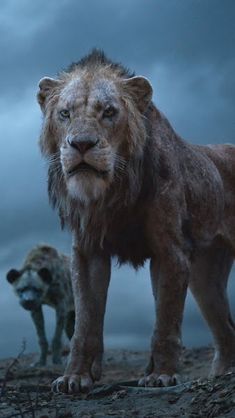 the lion and the hyenas stand in front of an ominous sky