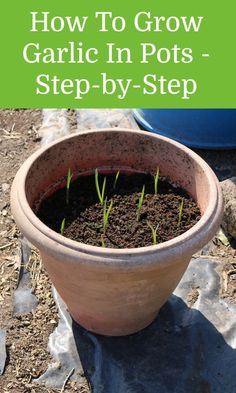 a potted plant with the title how to grow garlic in pots step - by - step