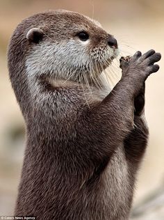 an otter is holding something in its mouth