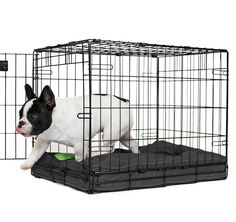 a small black and white dog in a cage