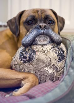 a brown dog laying on top of a bed holding a ball