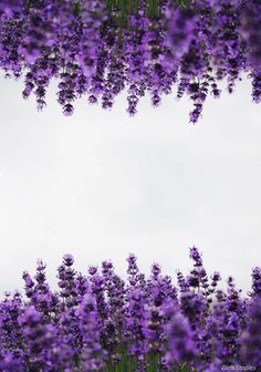 purple flowers are in the foreground with a white sky and clouds in the background