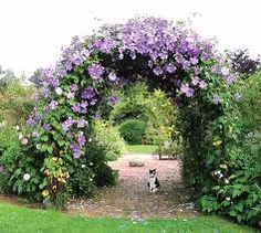 a dog sitting in the middle of a garden with purple flowers on it's arch