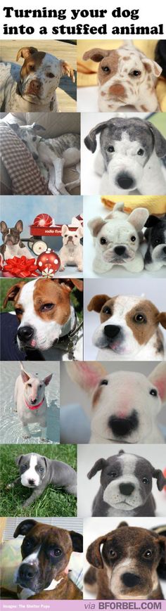 many different pictures of dogs and their names in the same photo, with text that reads turning your dog into a stuffed animal