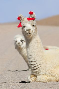 two white llamas with red hair on their heads and legs in the desert